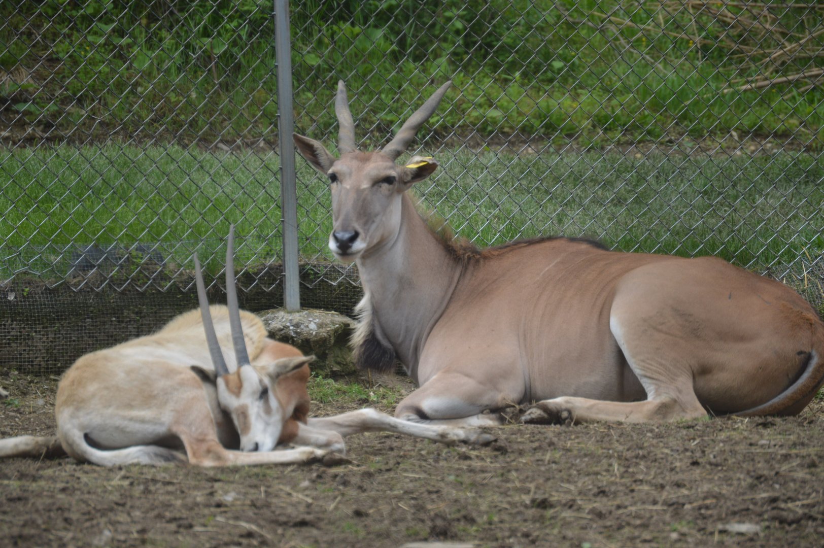 Common Eland (Tragelaphus oryx) and Scimitar-horned Oryx (Oryx dammah)