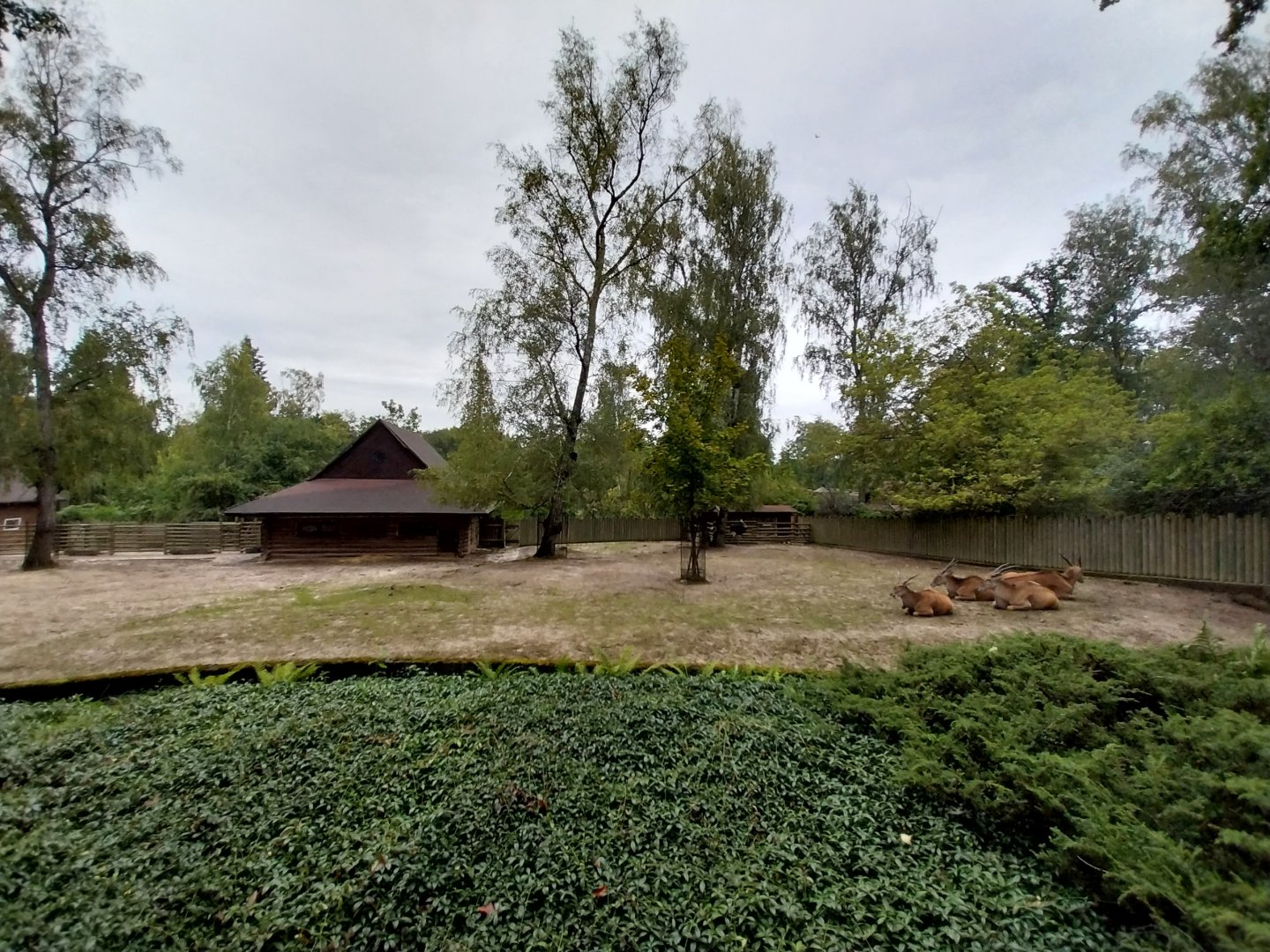 Common Eland (Tragelaphus oryx) enclosure