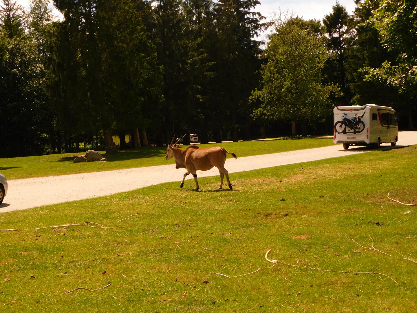 Common Eland (Tragelaphus oryx)