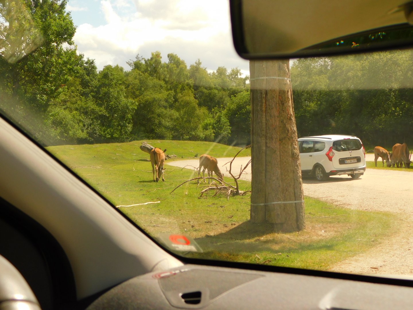 Common Eland (Tragelaphus oryx)