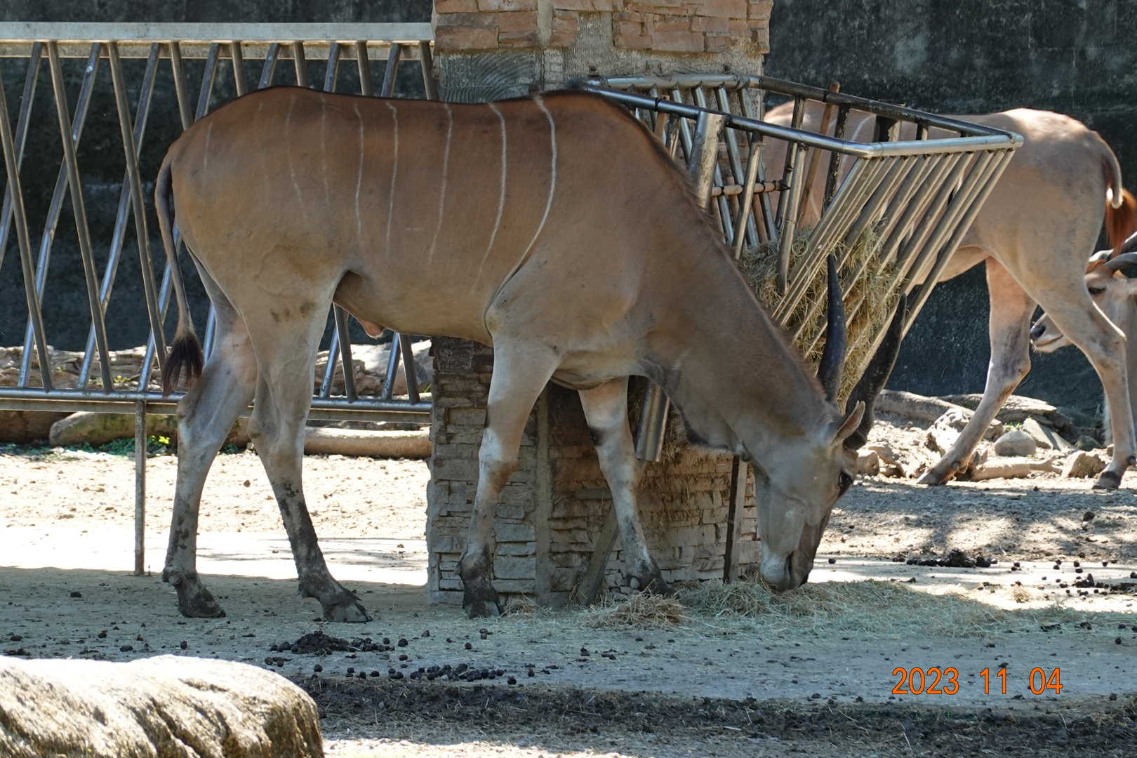 Common Eland (Tragelaphus oryx)