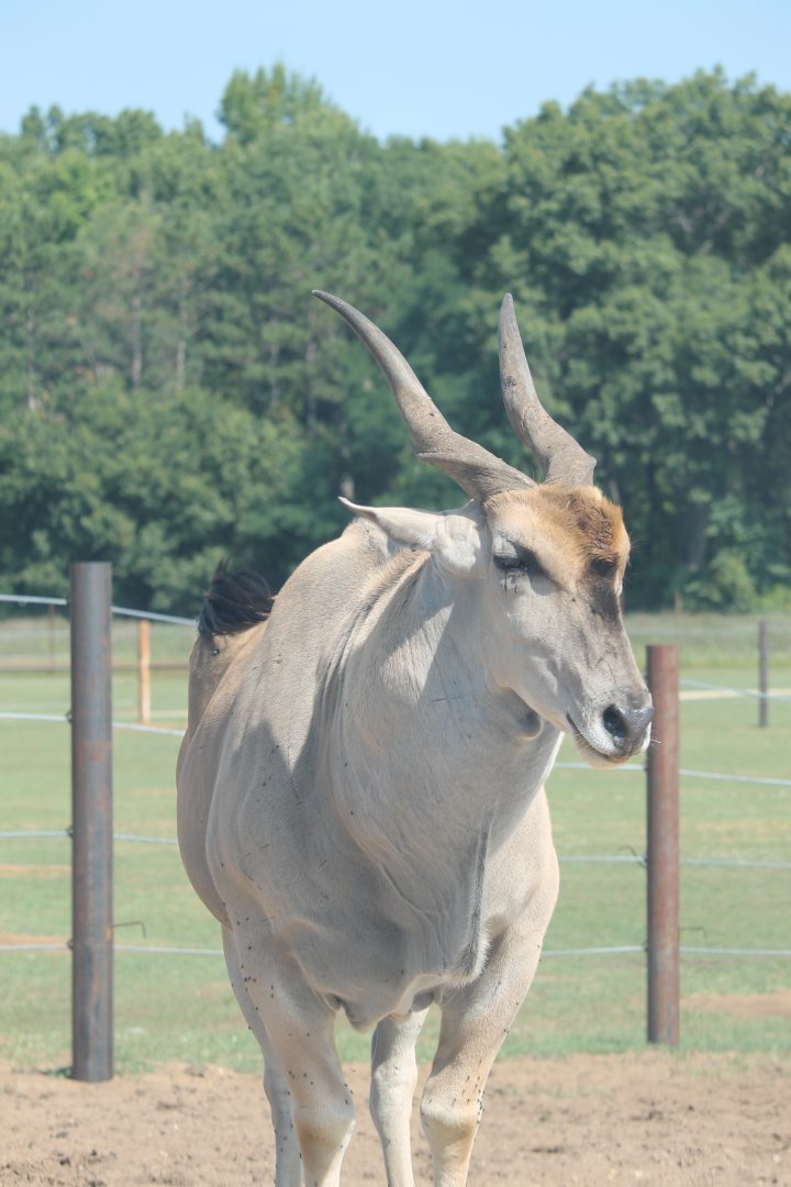 Common Eland (Tragelaphus oryx)