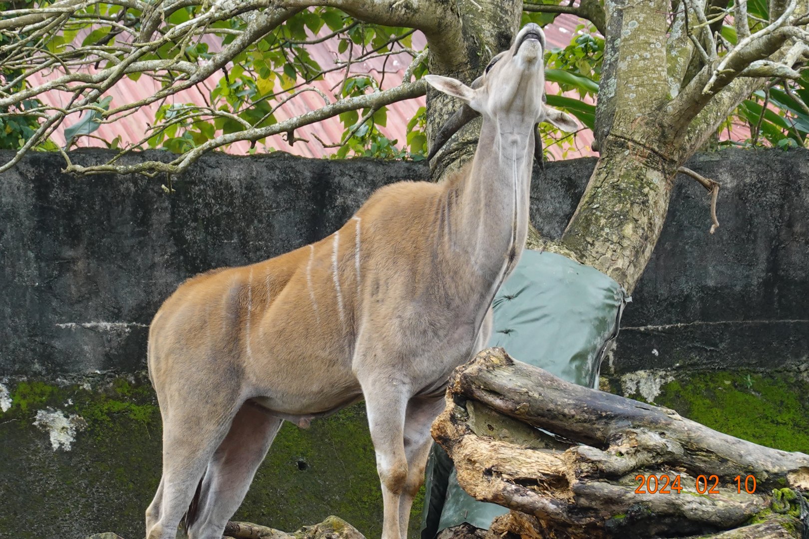 Common Eland (Tragelaphus oryx)
