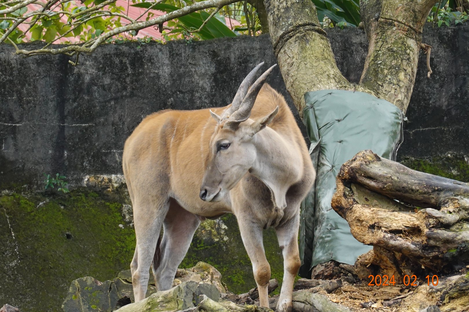 Common Eland (Tragelaphus oryx)