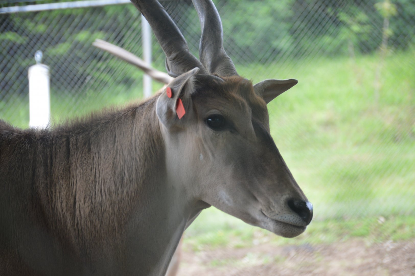 Common Eland (Tragelaphus oryx)