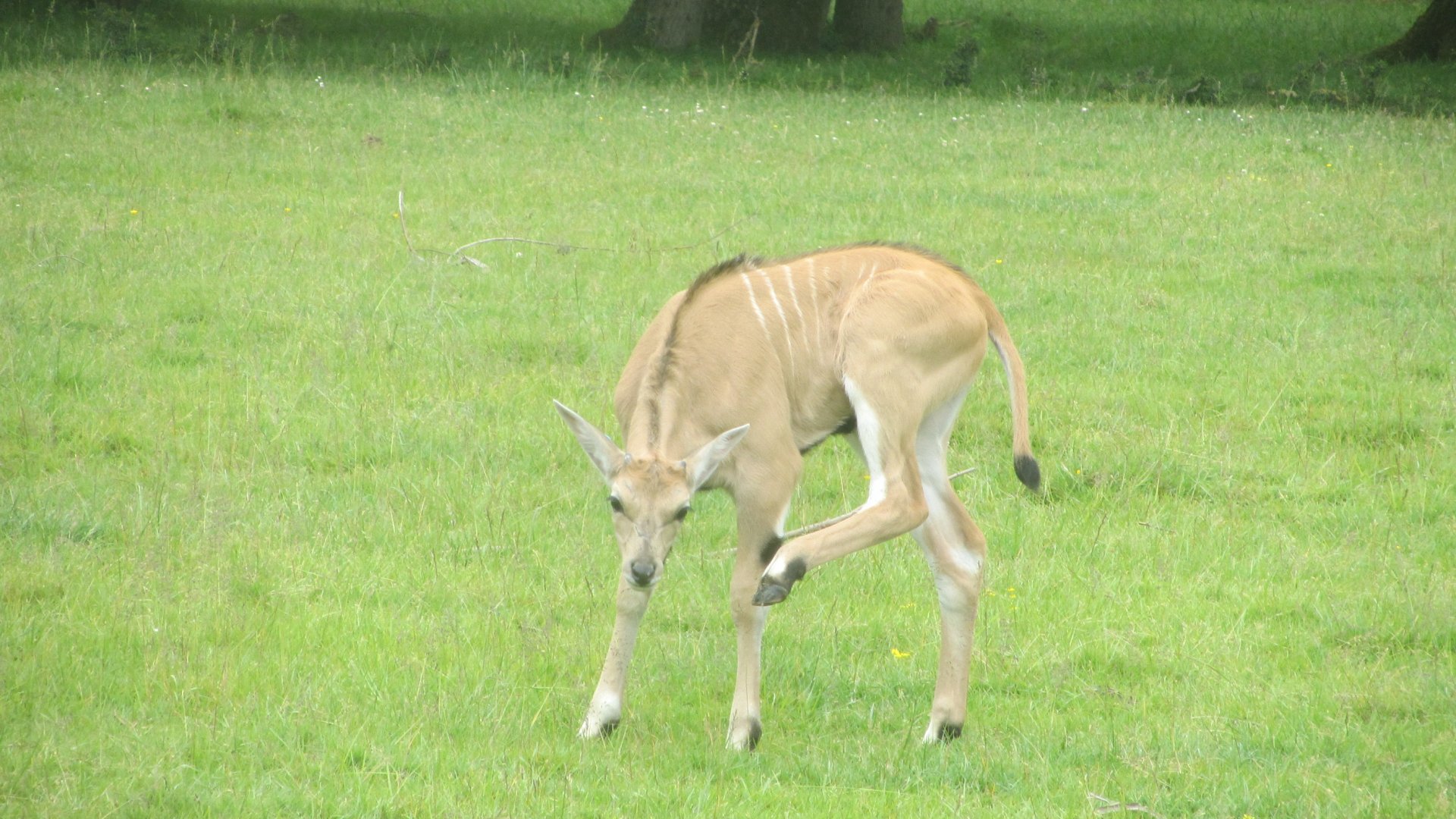 Common eland (Tragelaphus oryx)