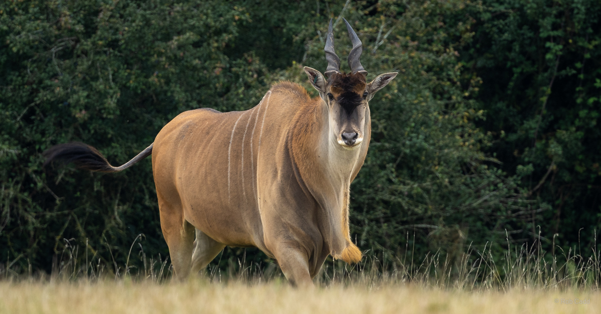 Common eland : Watatunga : 22 Sep 2024