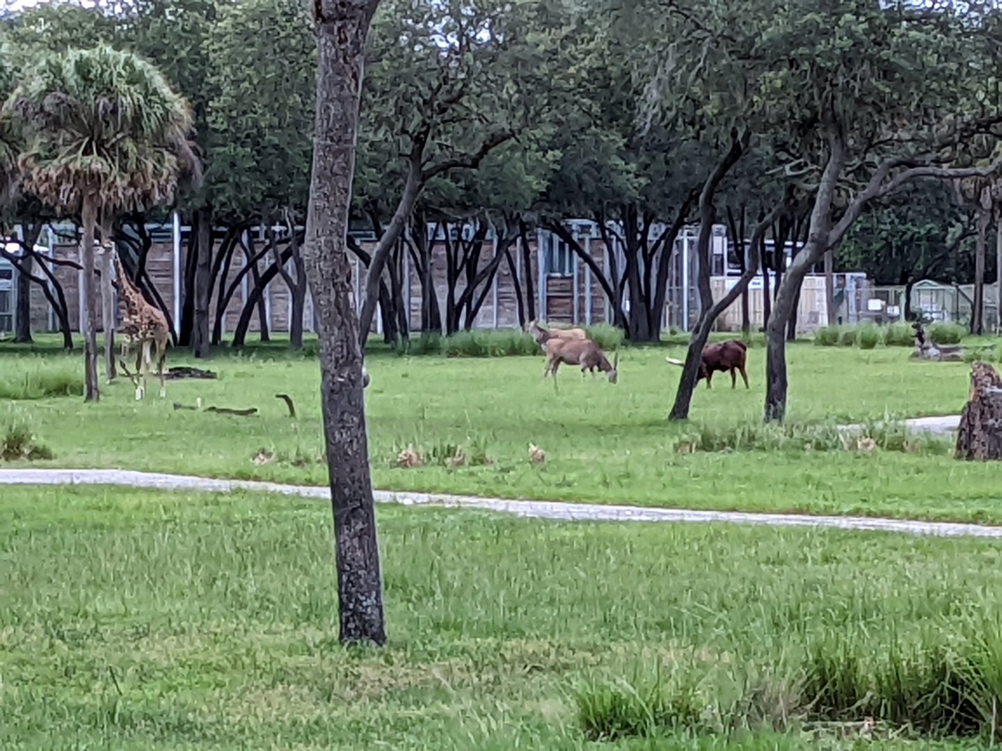 Common eland, watusi, giraffe - Uzima savanna
