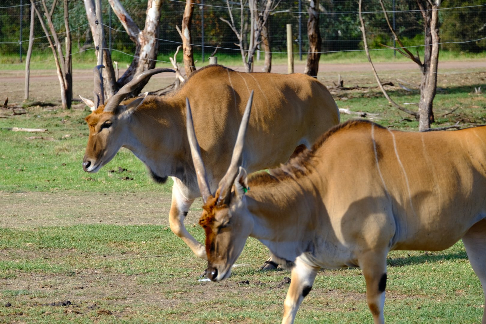 Common Eland - Werribee Open Range Zoo