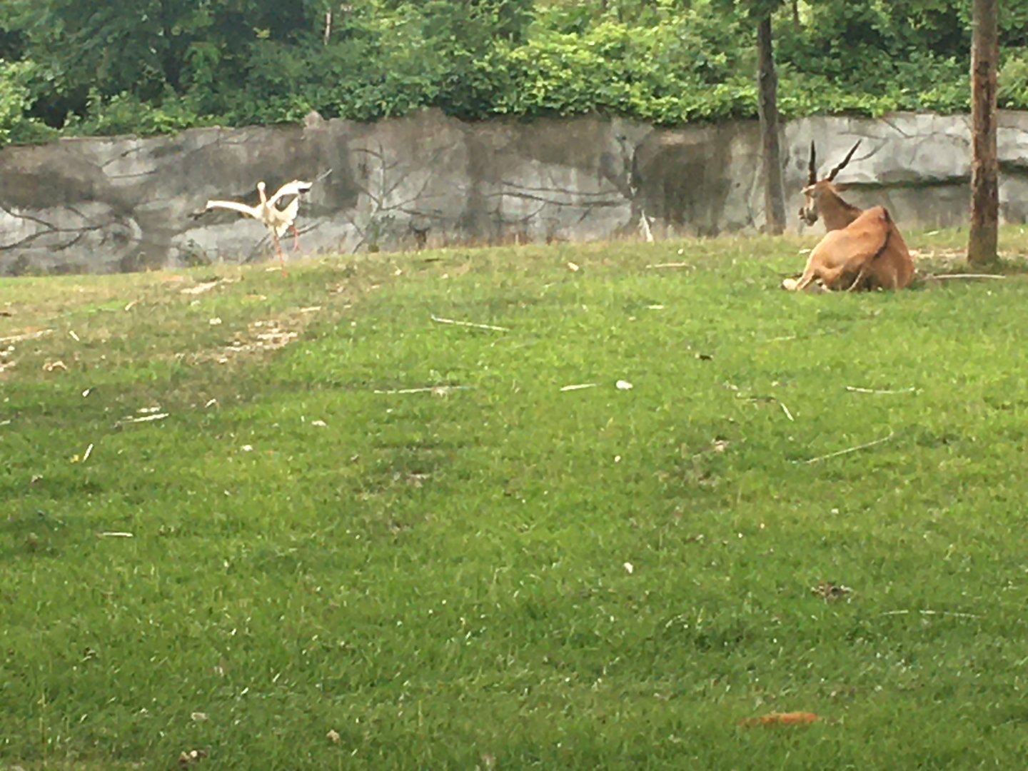 common eland + white stork
