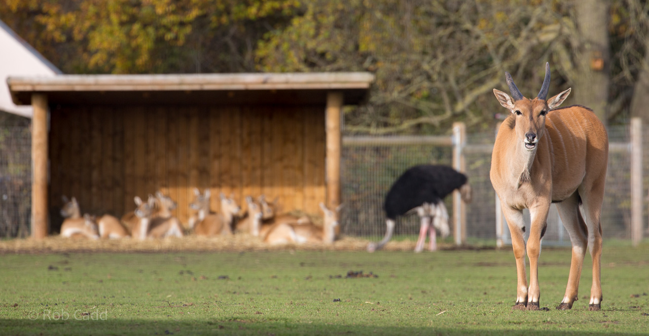 Common eland : Yorkshire WP : 11 Nov 2017