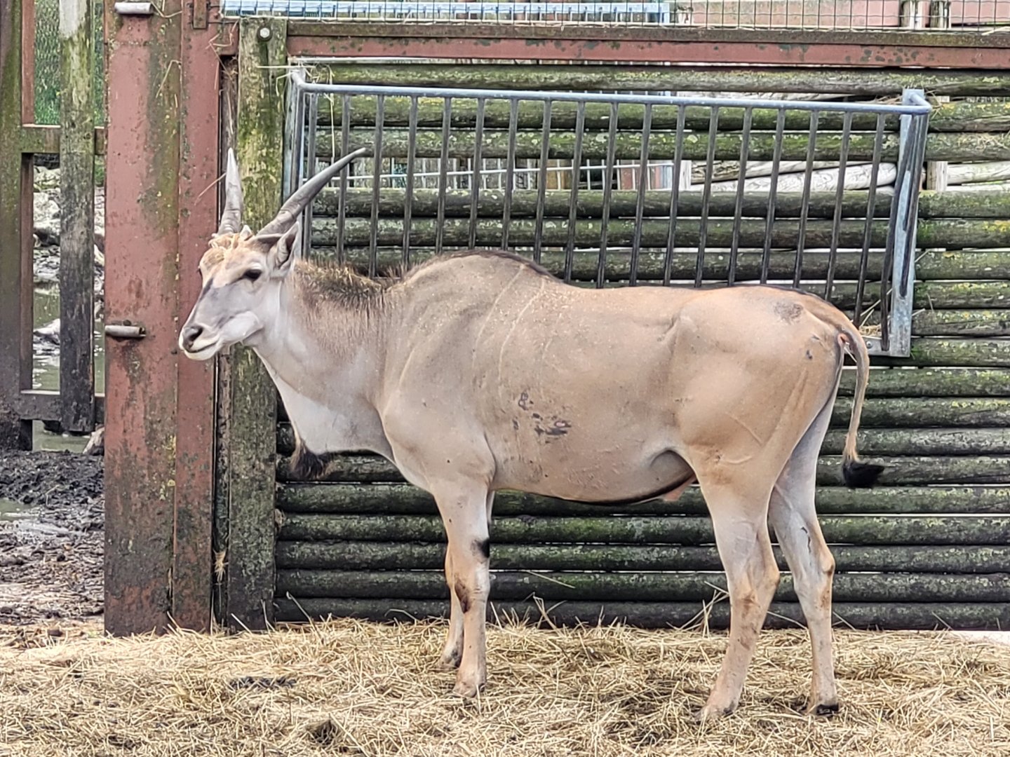 Common eland -Zoo du bassin d'Arcachon (2024)
