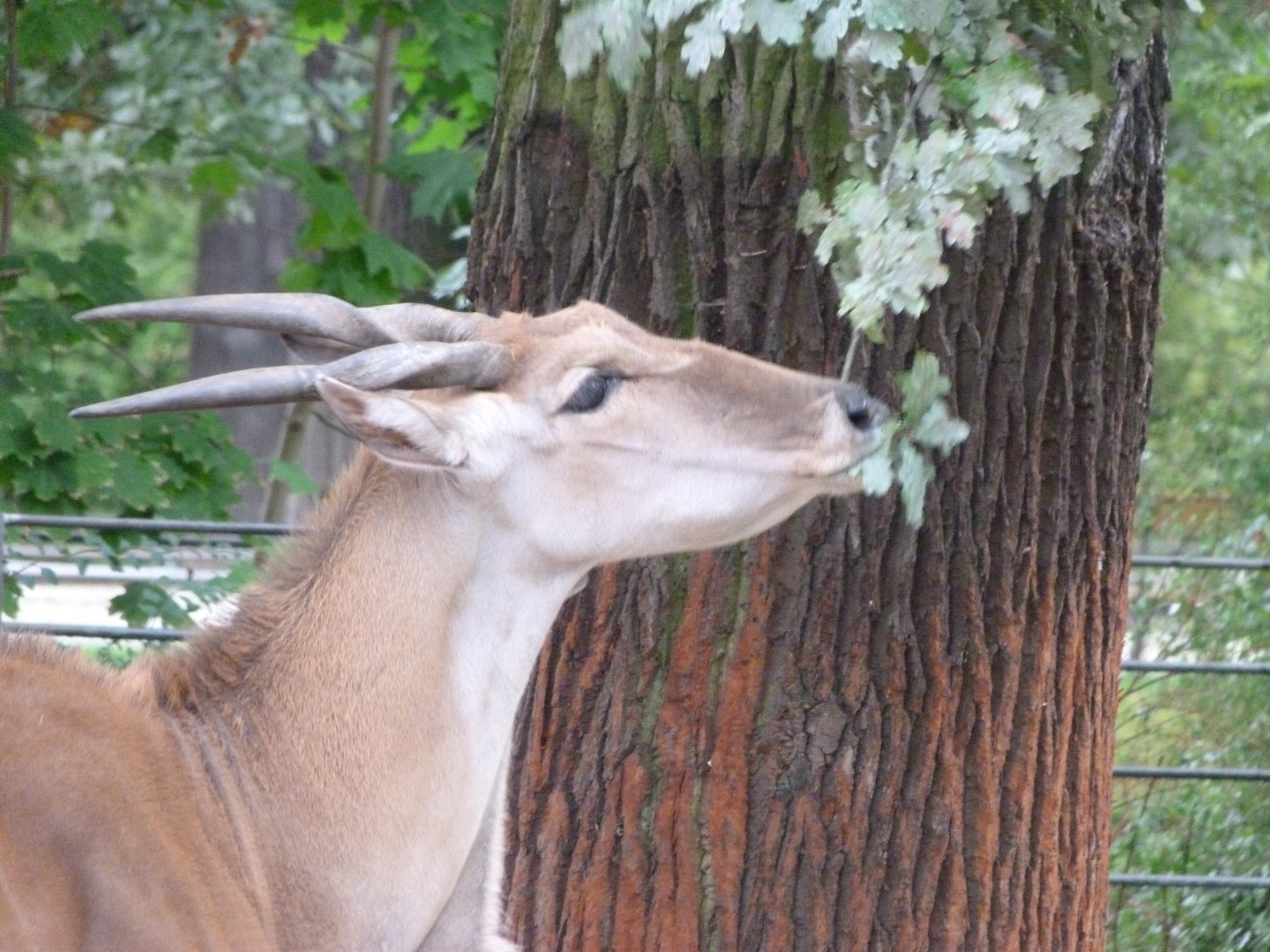 Common eland -Zoologischer Garten Berlin (2024)