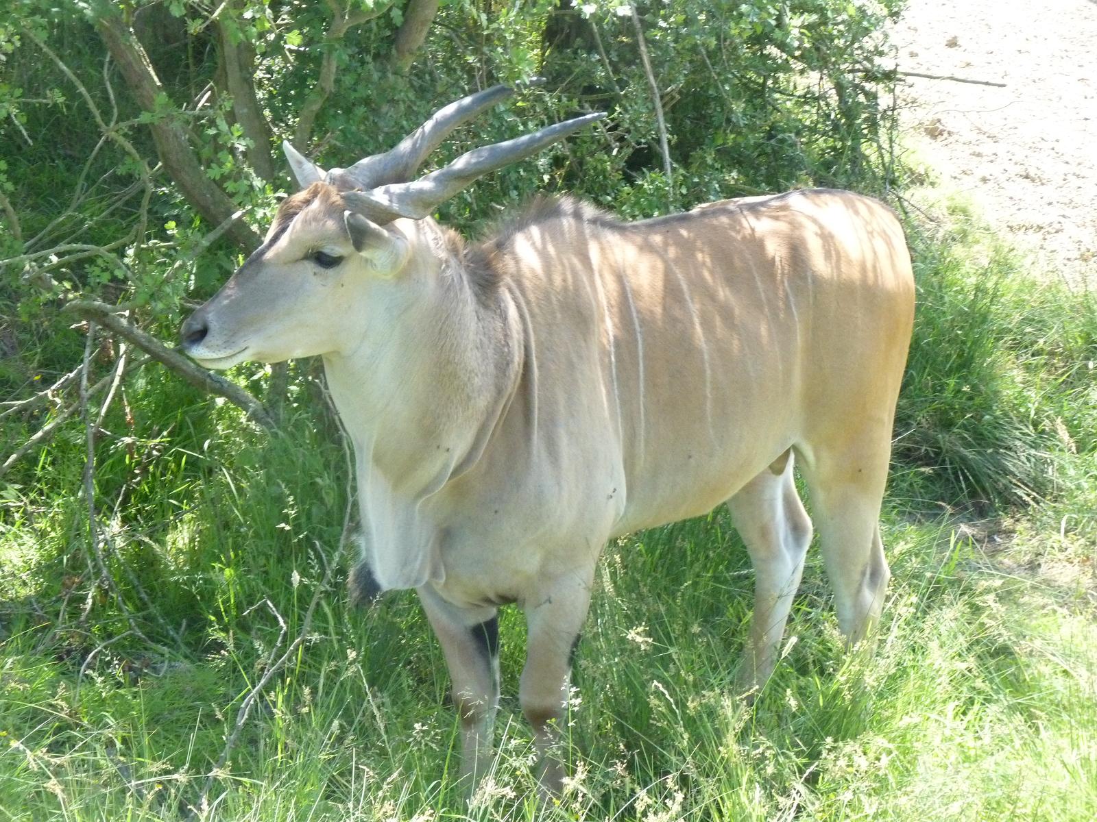 Common Eland