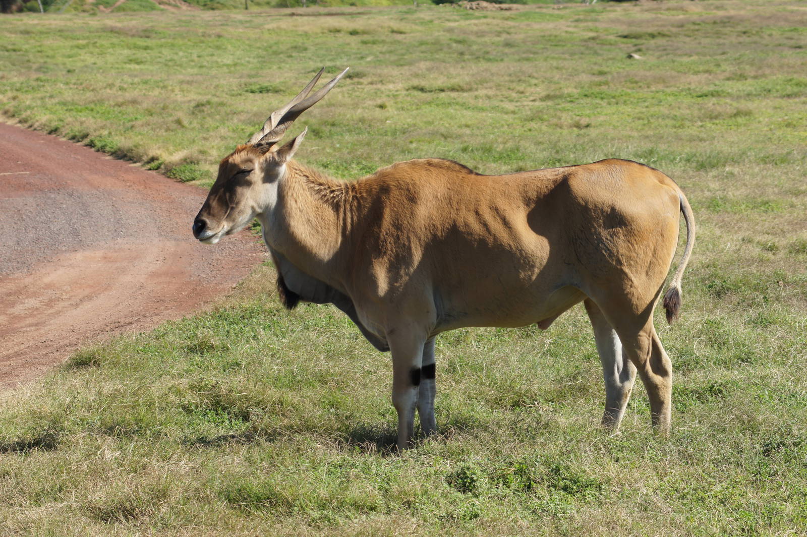Common Eland