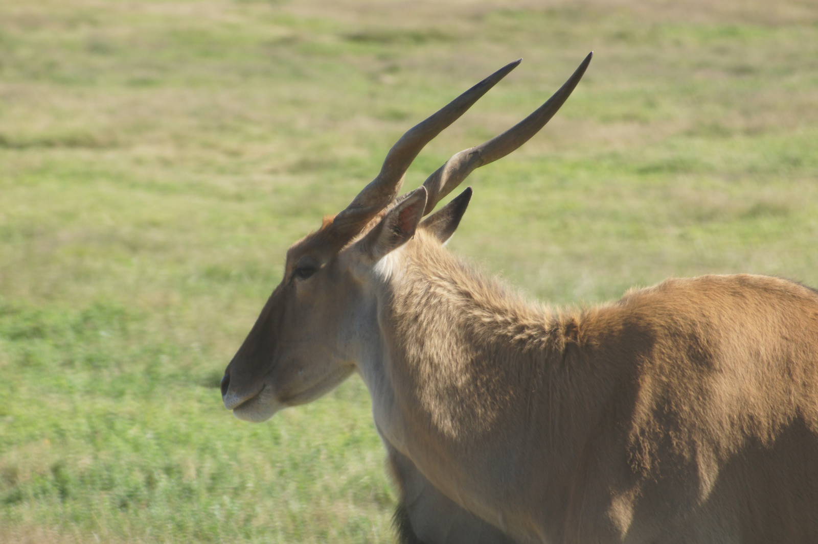Common Eland
