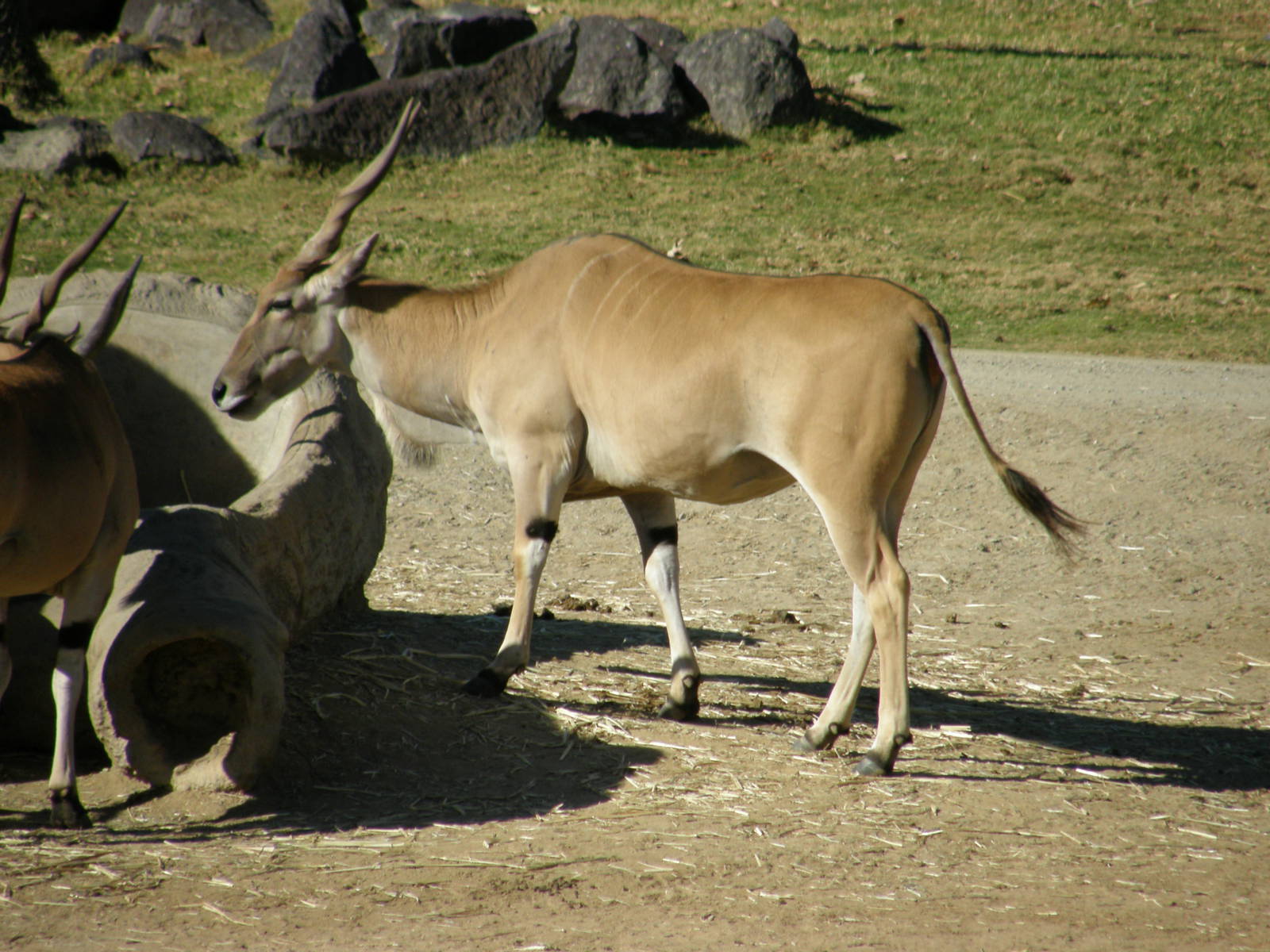 common eland