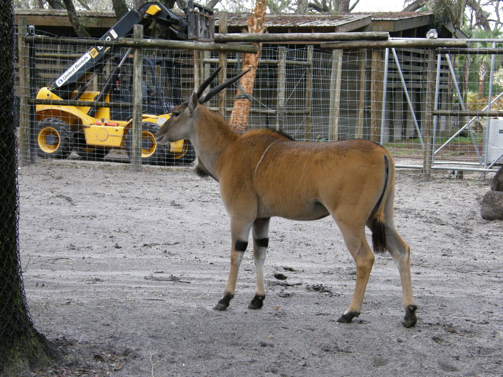 common eland