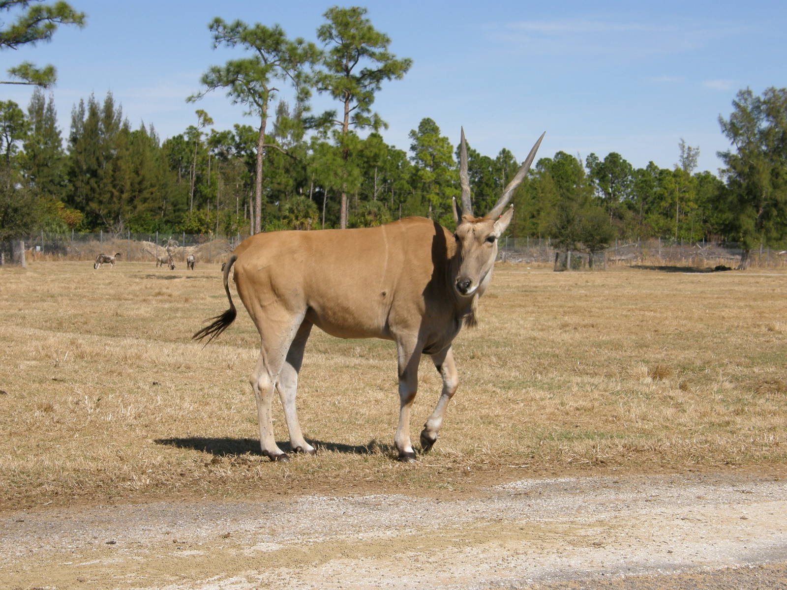 common eland
