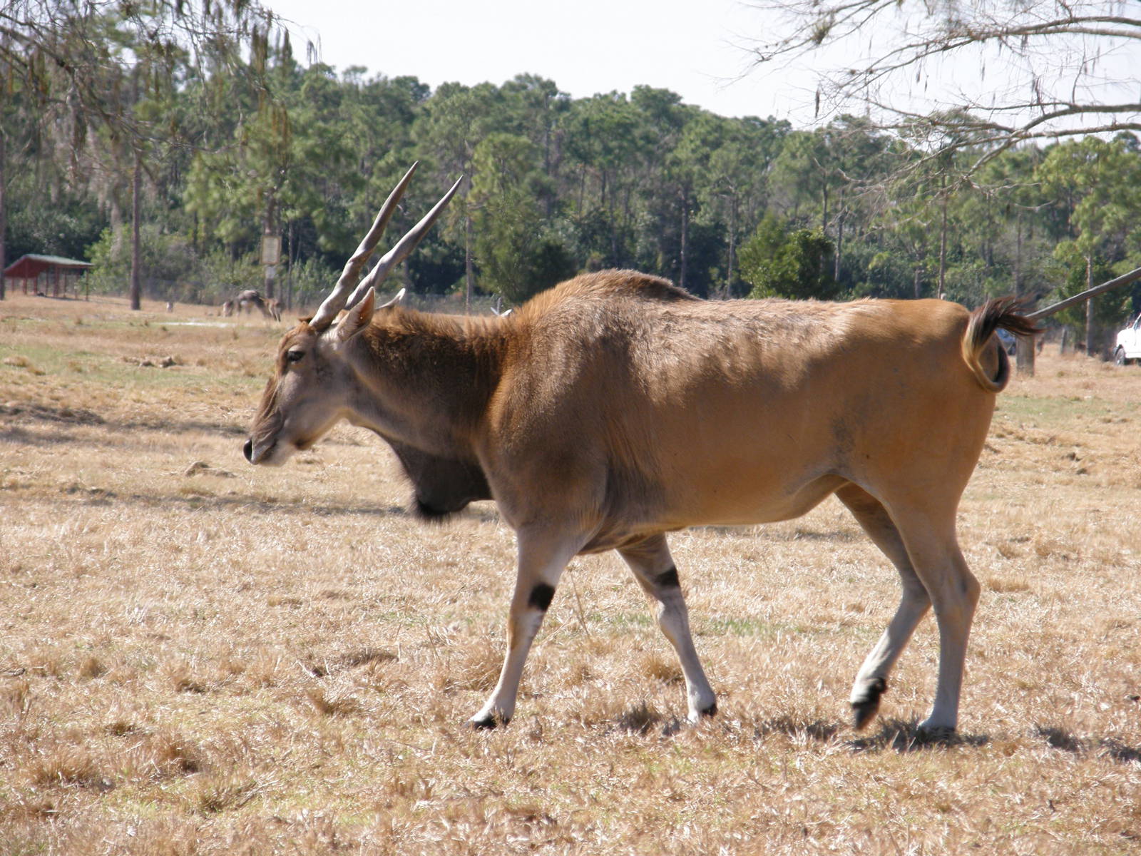 common eland