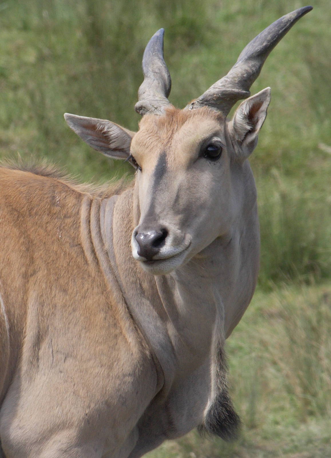 Common eland