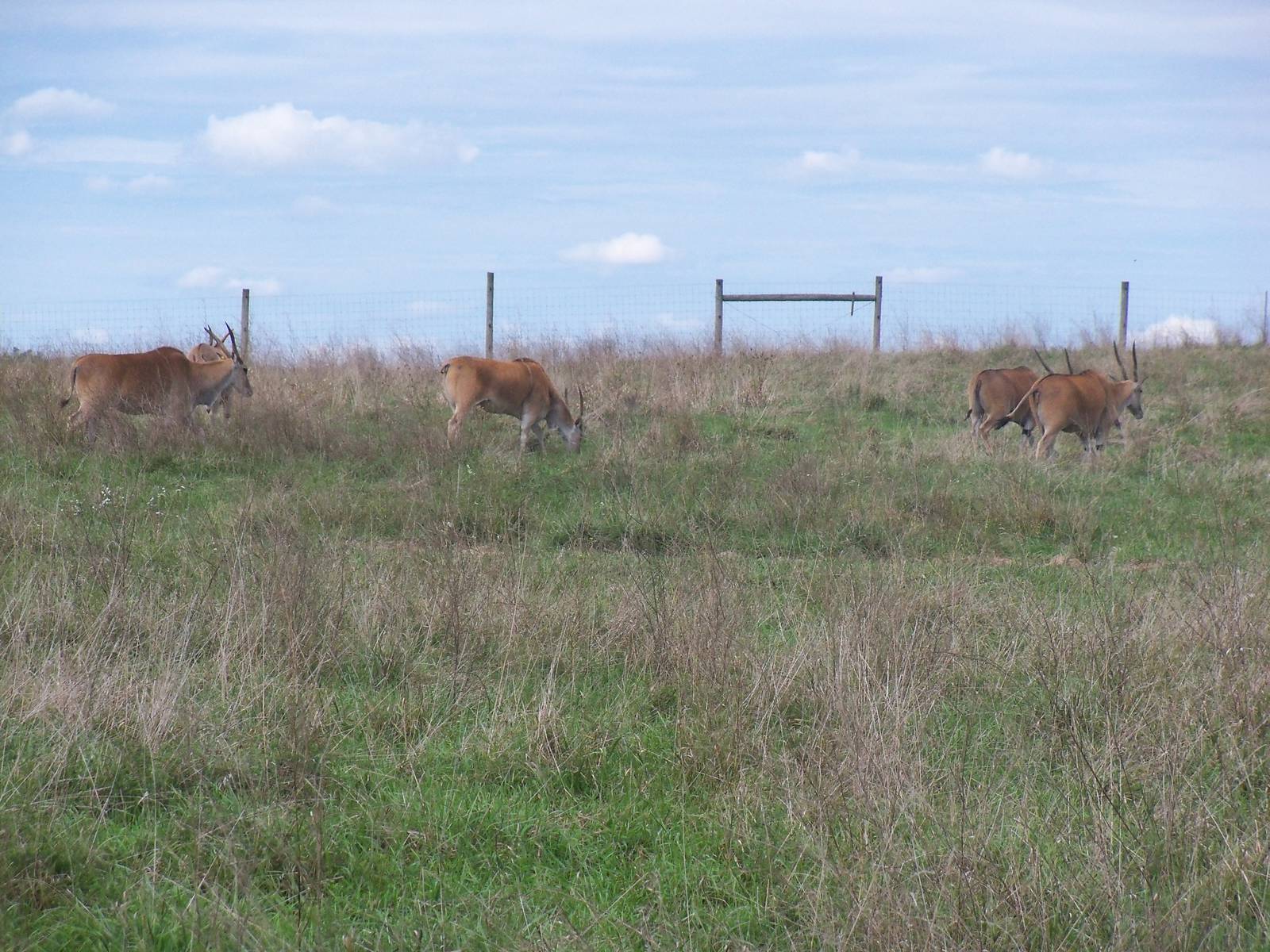 Common Eland