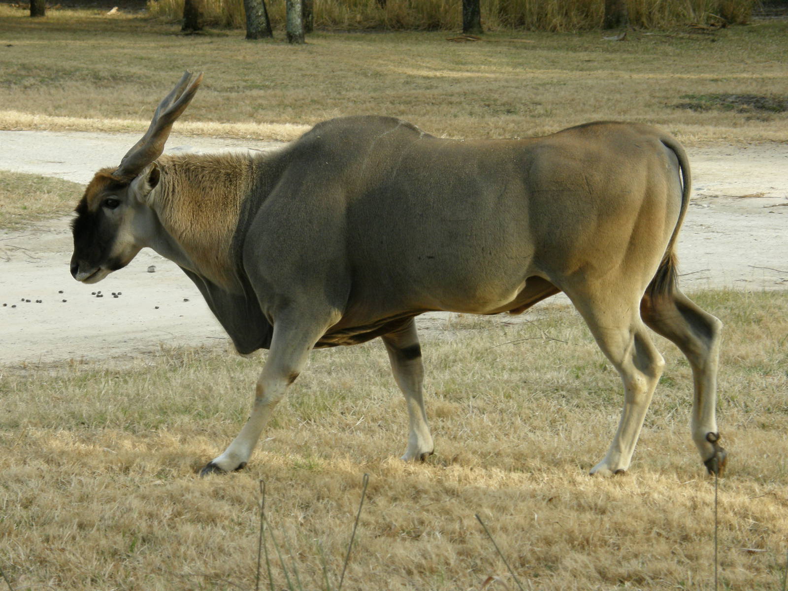 common eland