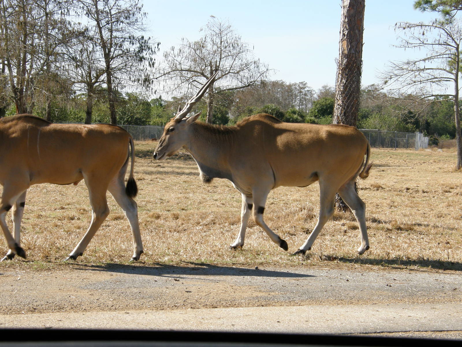 common eland