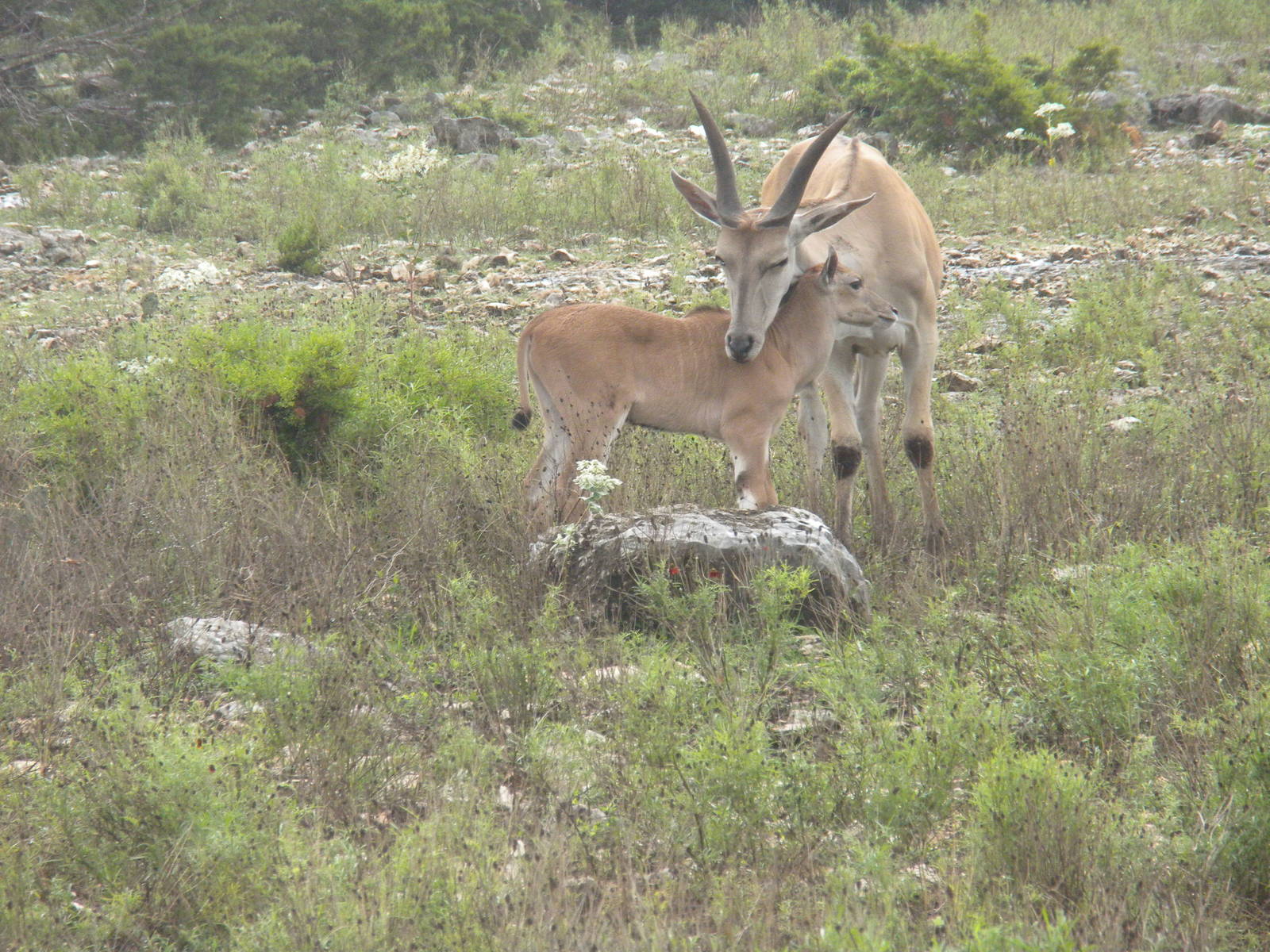 Common Eland