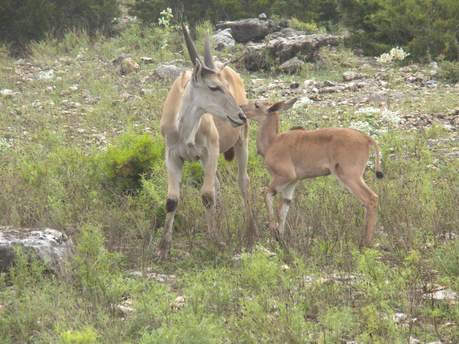 Common Eland