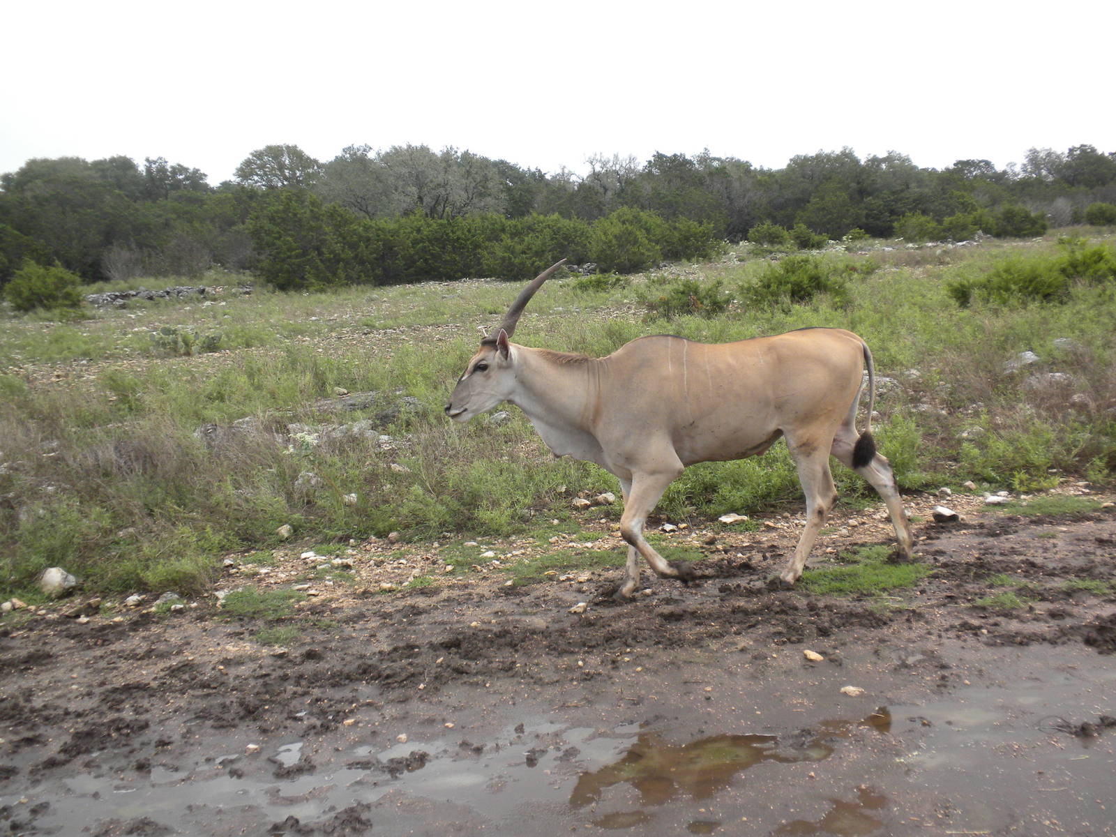 Common Eland