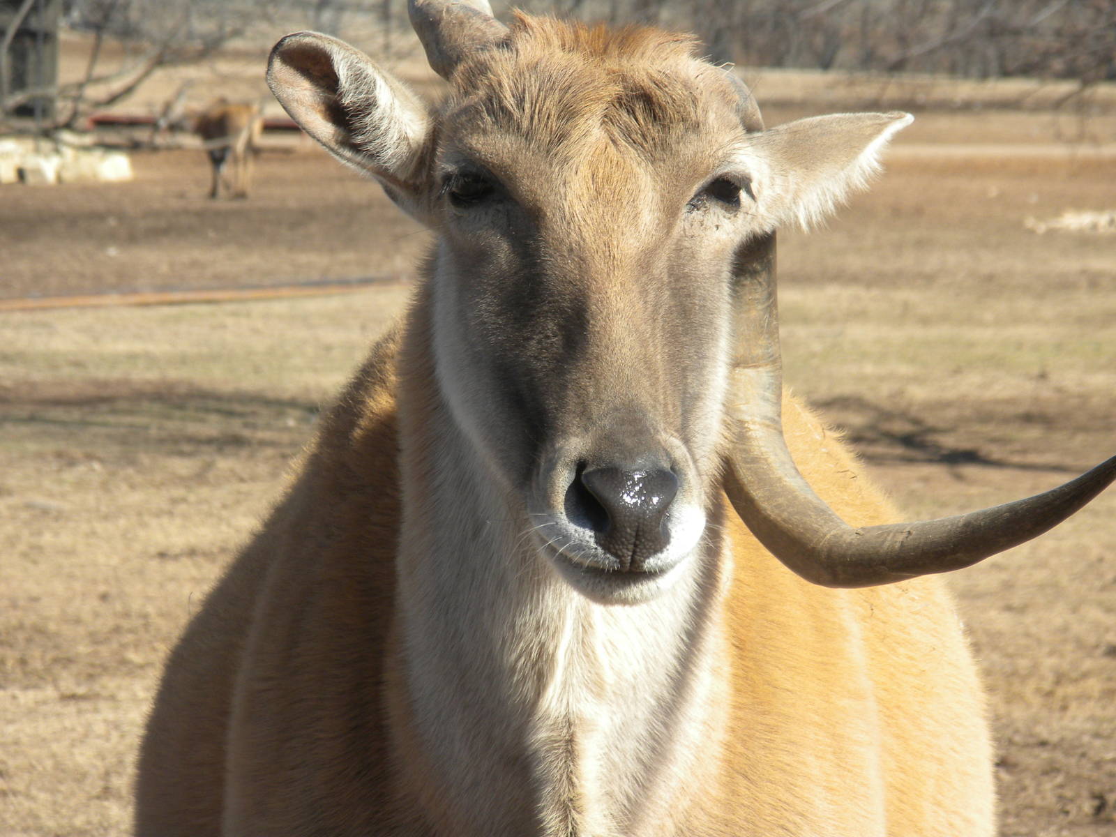 Common Eland