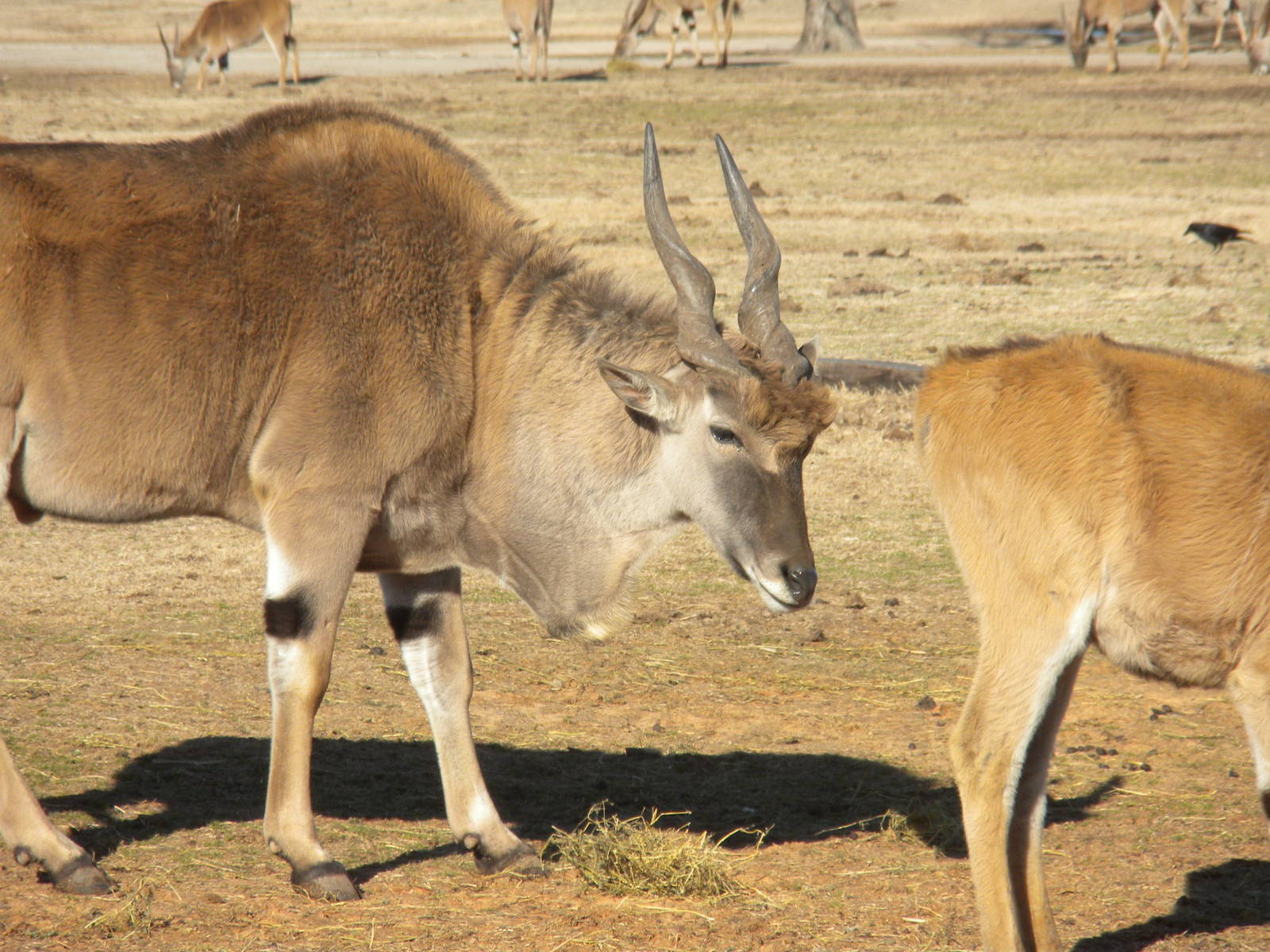 Common Eland