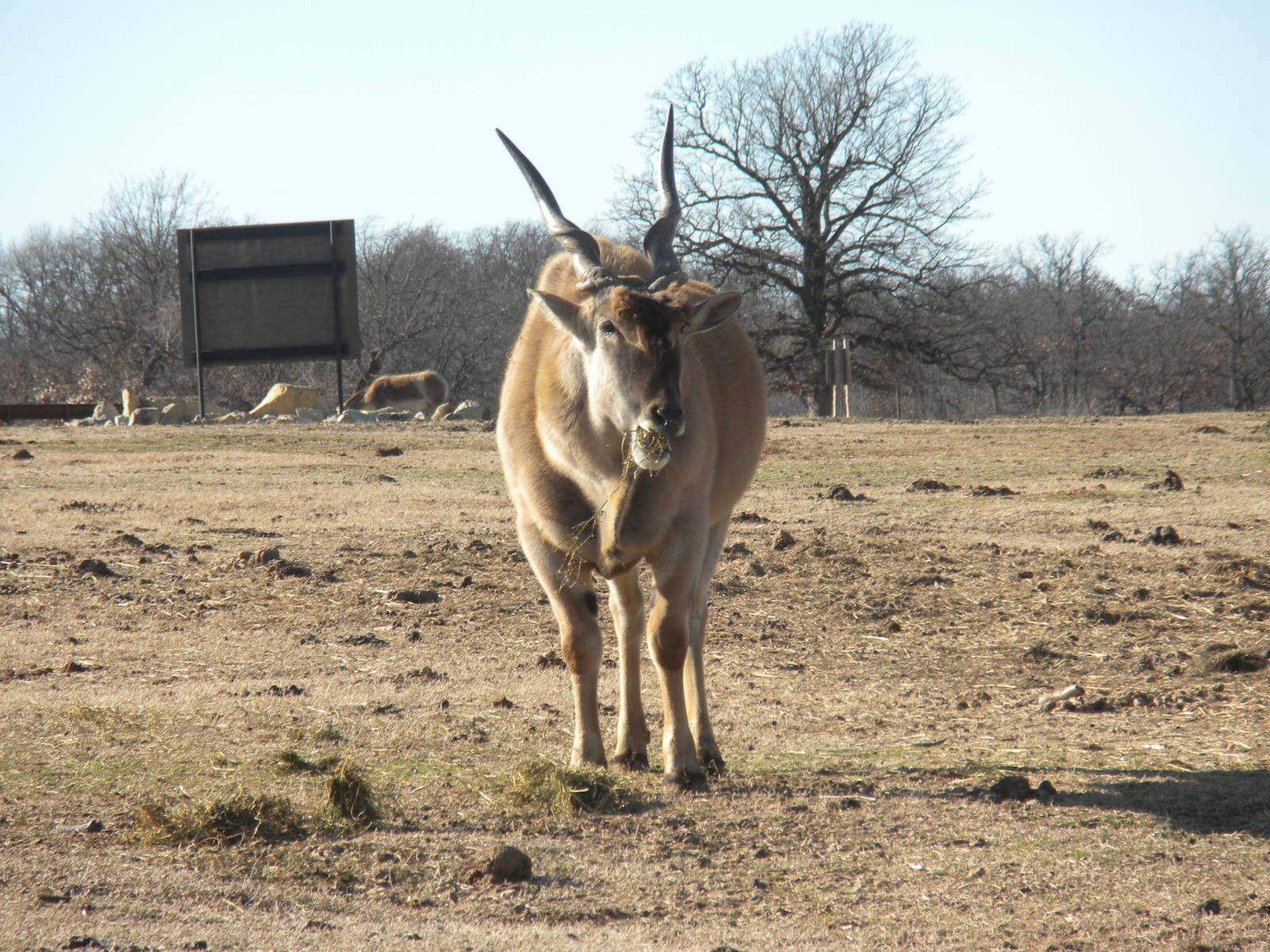 Common Eland