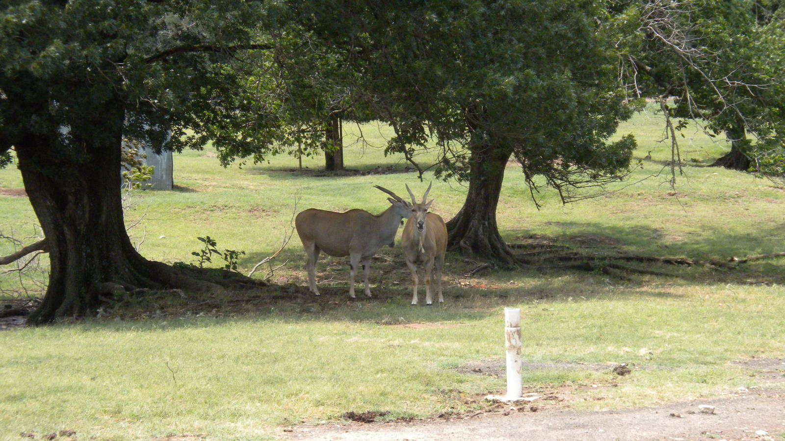 Common Eland