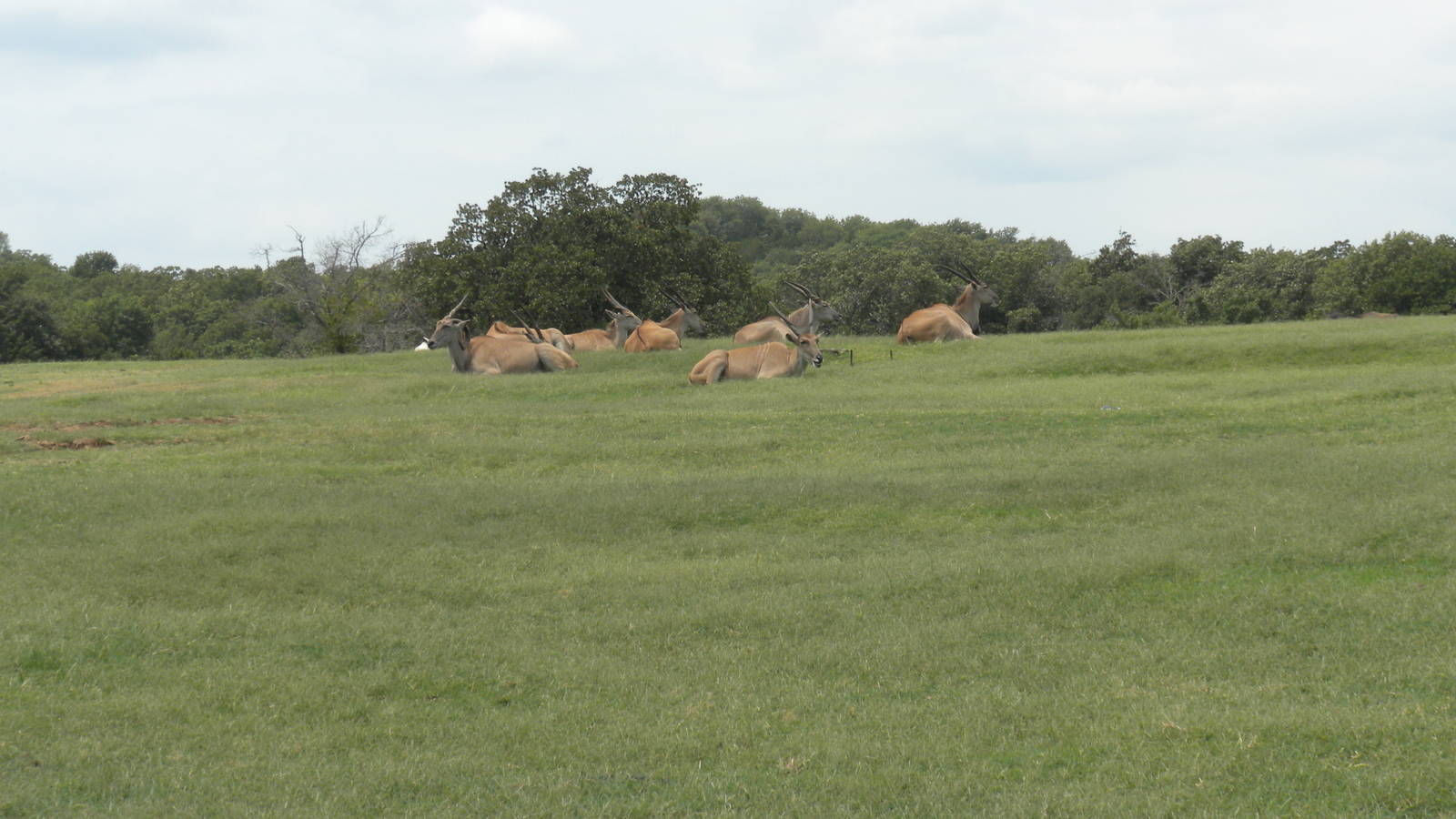 Common Eland
