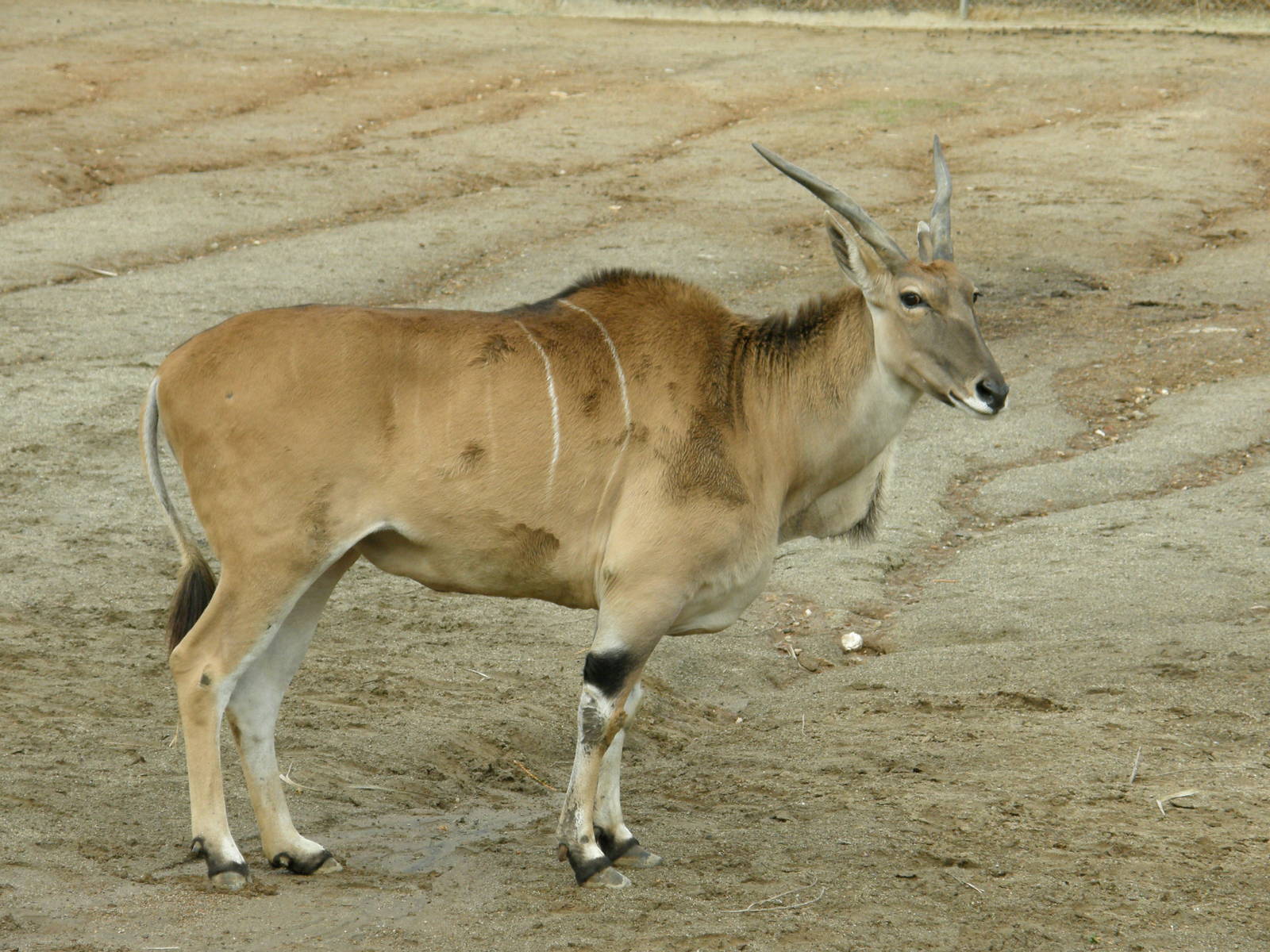 common eland