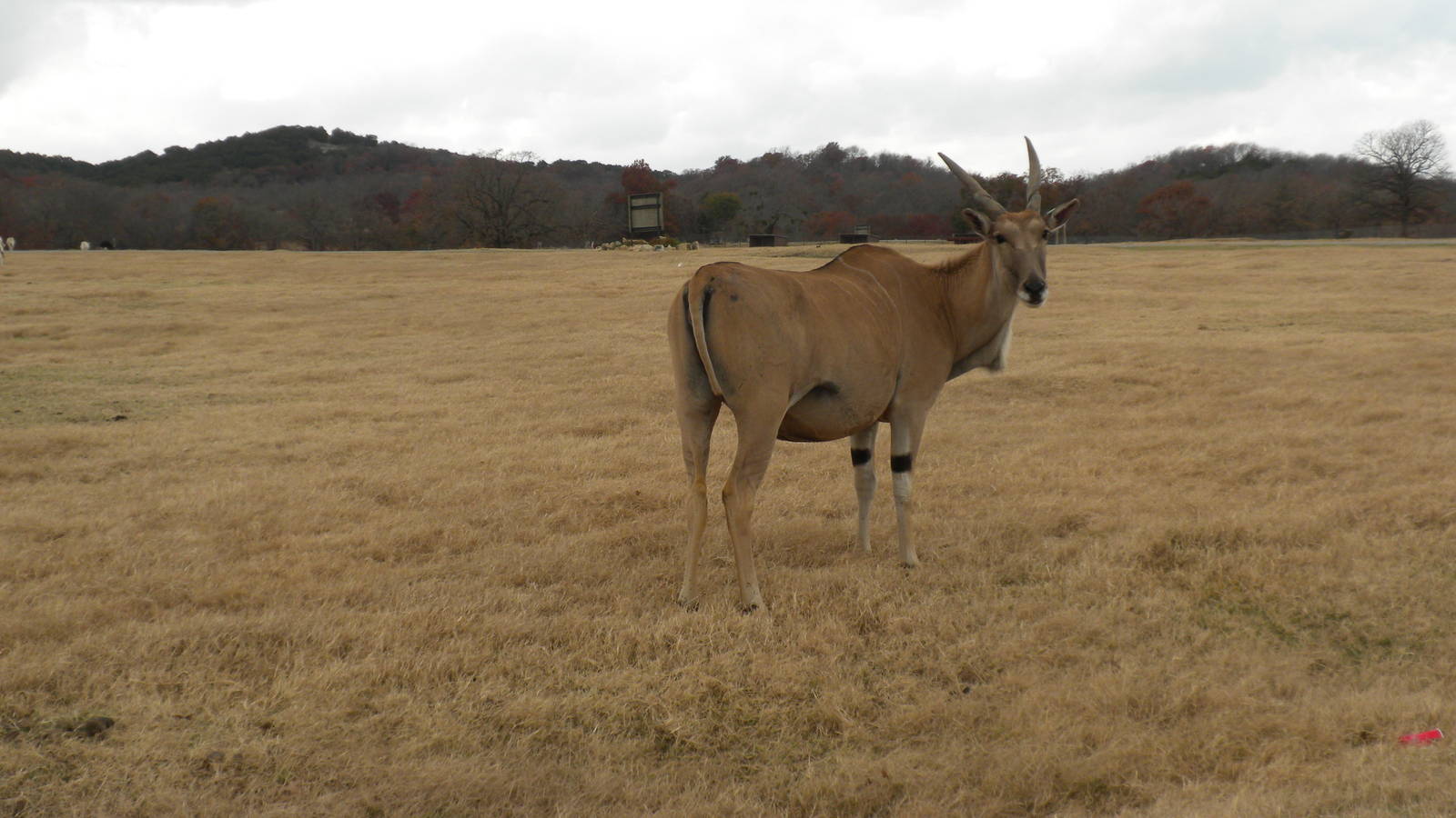 Common Eland