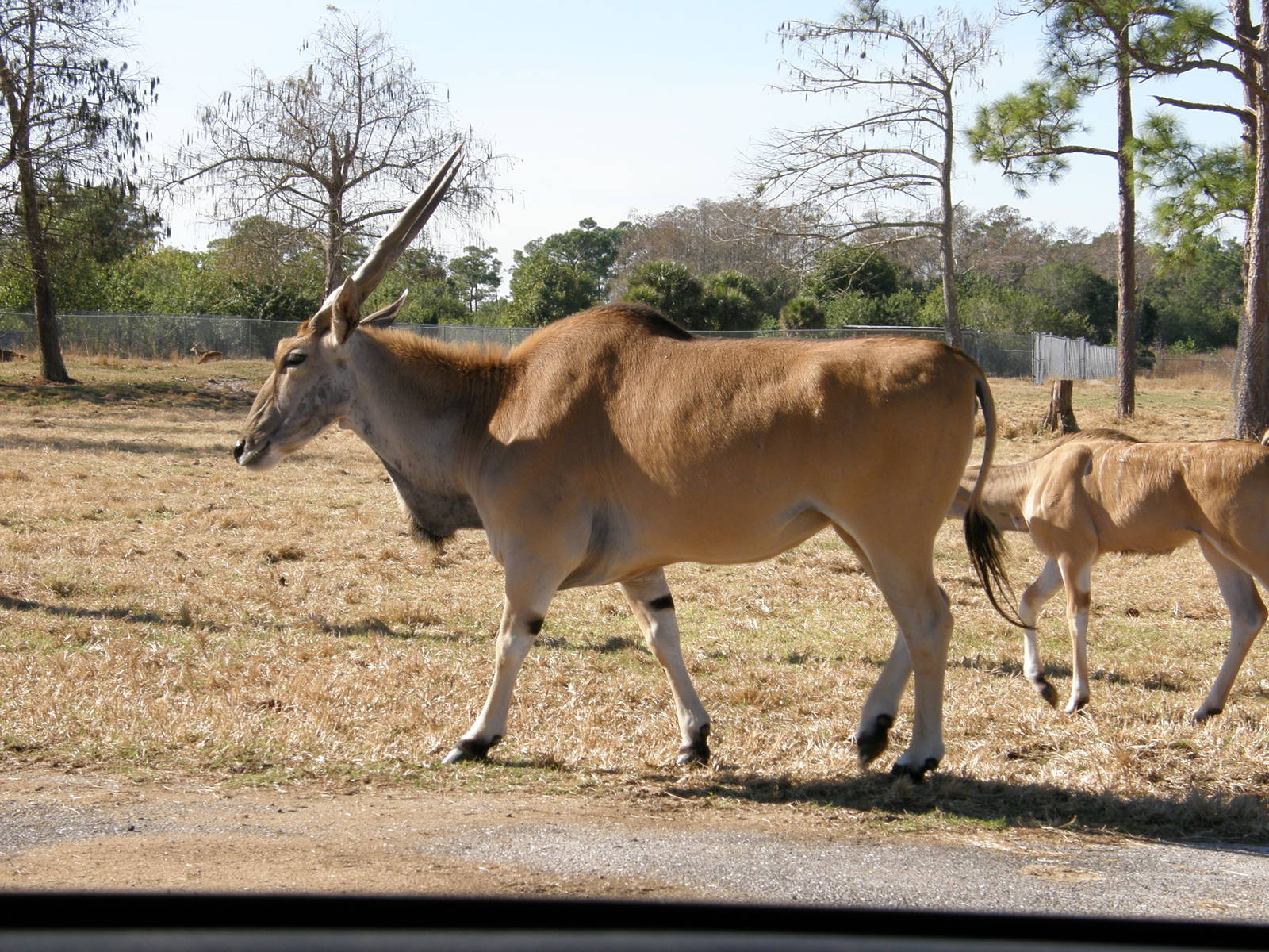common eland