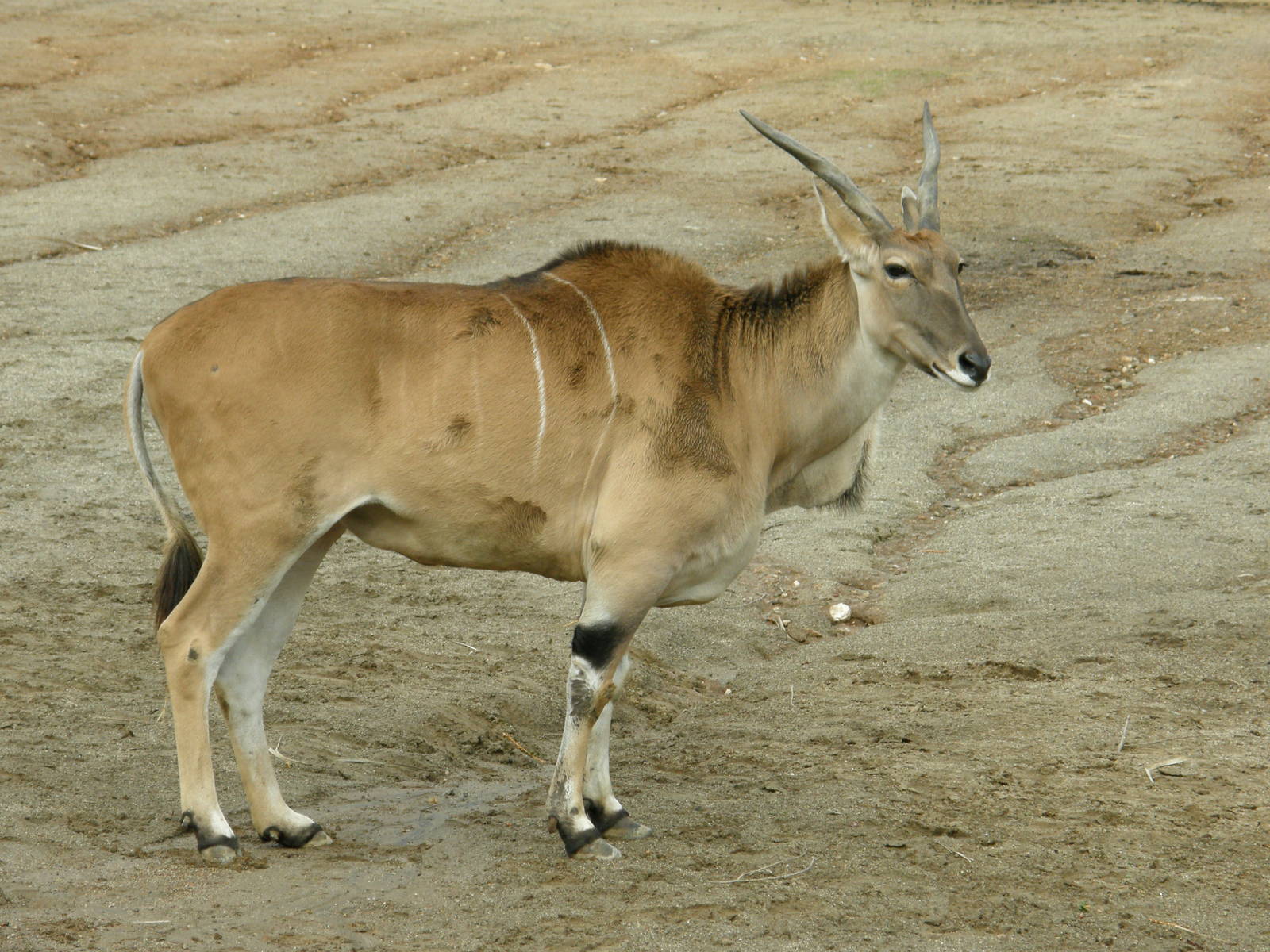 common eland