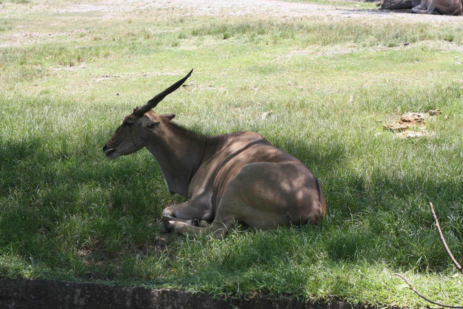 Common eland