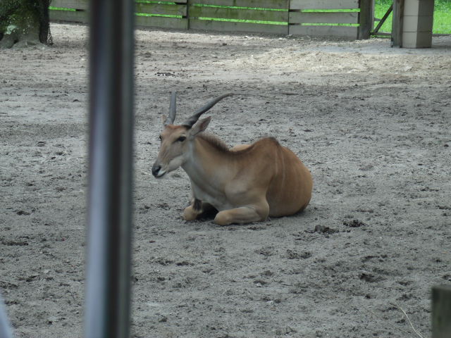 Common Eland
