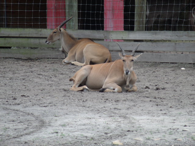 Common Eland