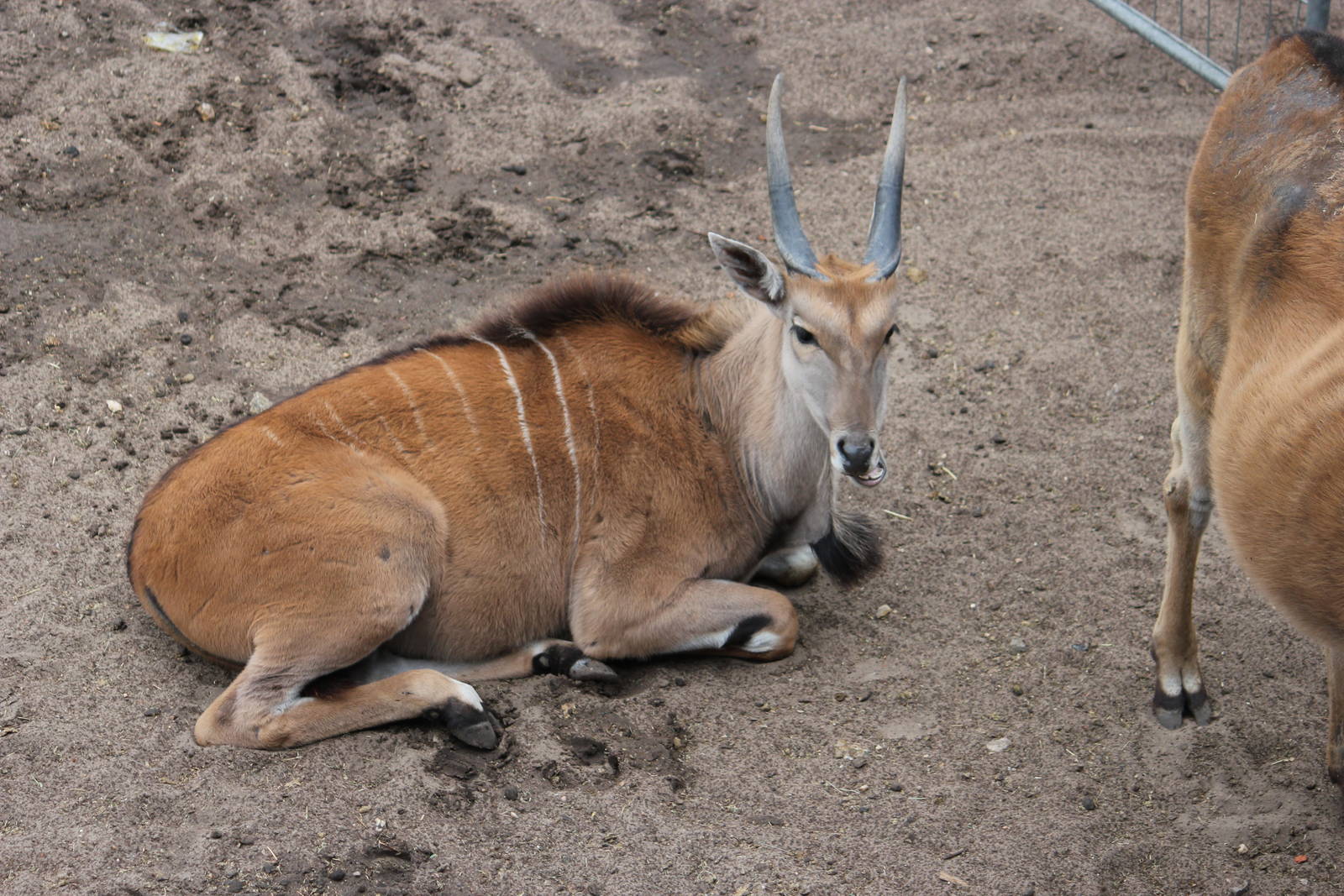 Common eland