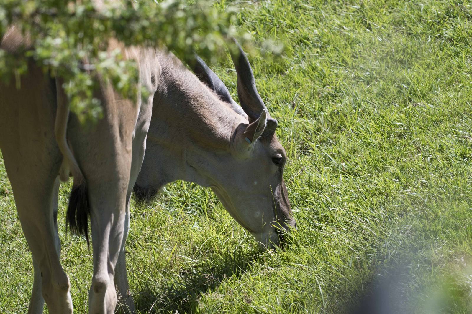 Common Eland