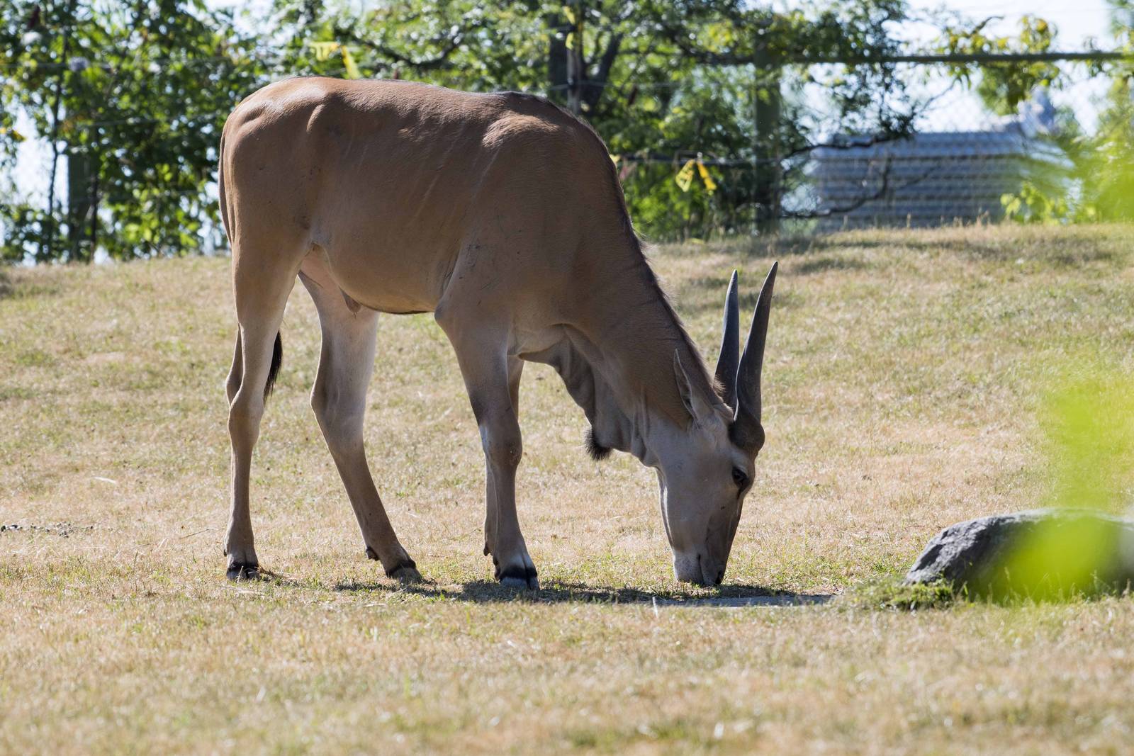 Common Eland
