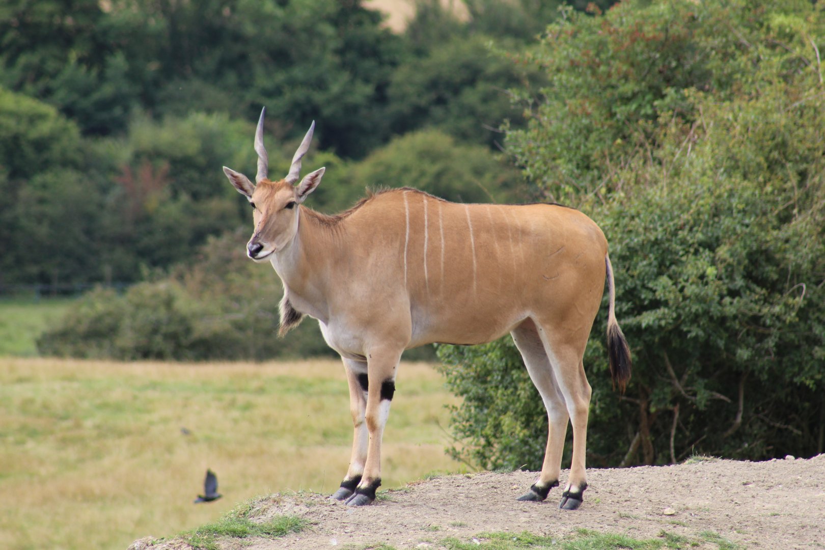 Common Eland