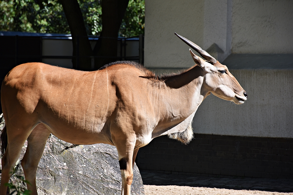 Common eland