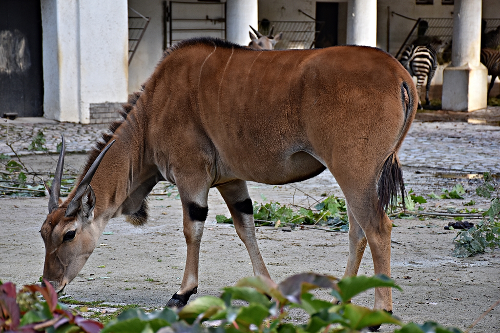 Common eland