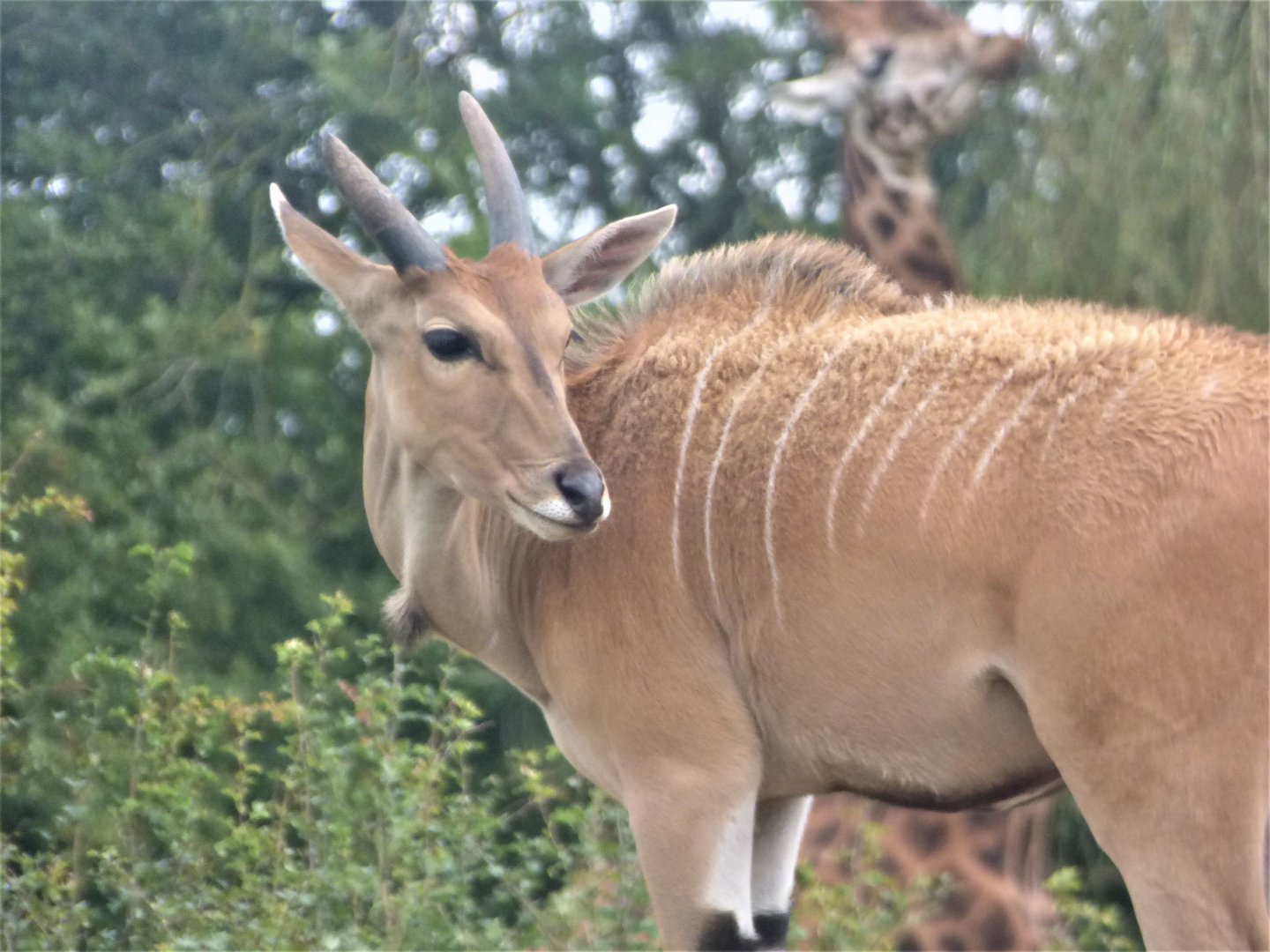 Common Eland